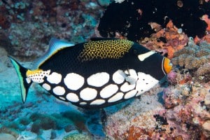 coral reef conservation Maui, Allsave Car Rental Maui