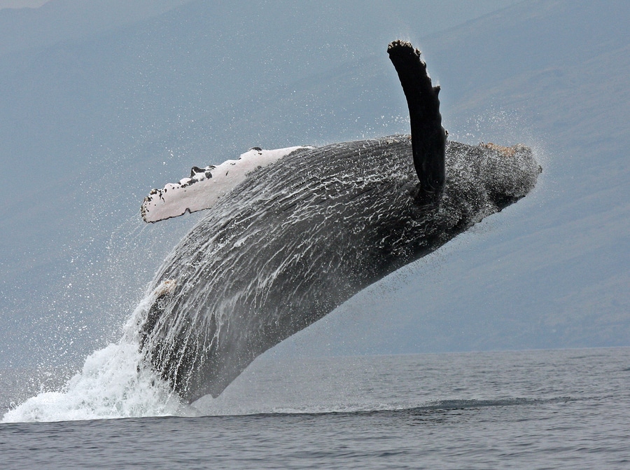 Whale Watching on Maui