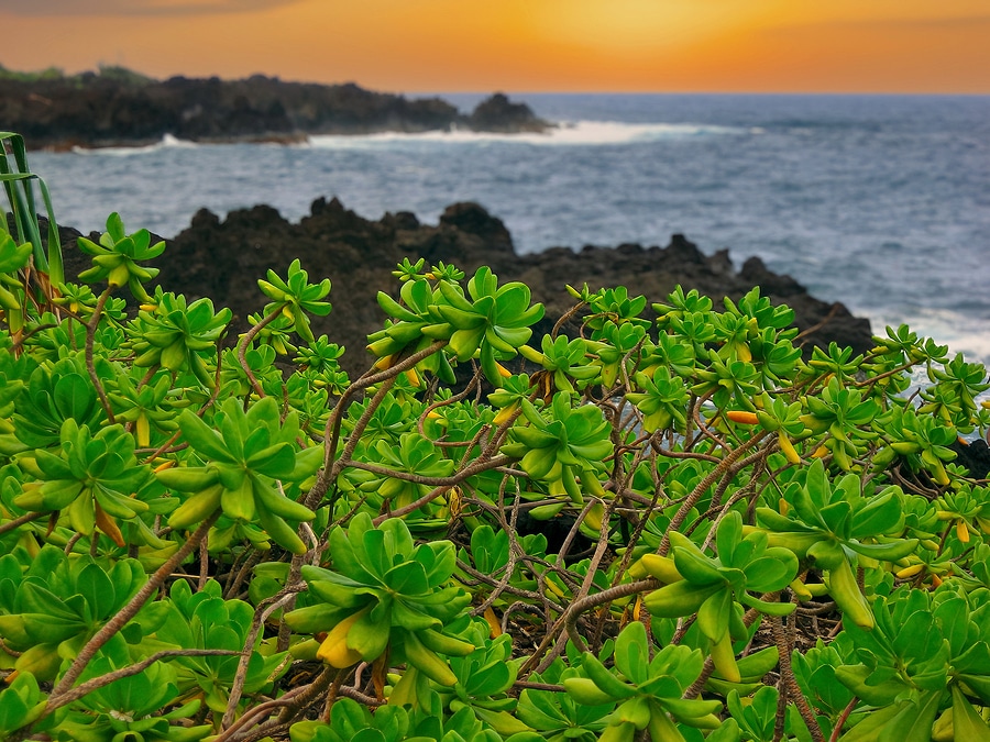 Rent a Car for a Late Summer Vacation to Maui