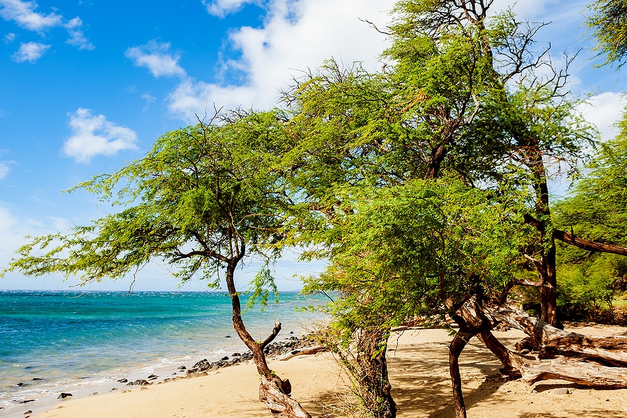 Spend Spring Break on Maui's Top Beaches