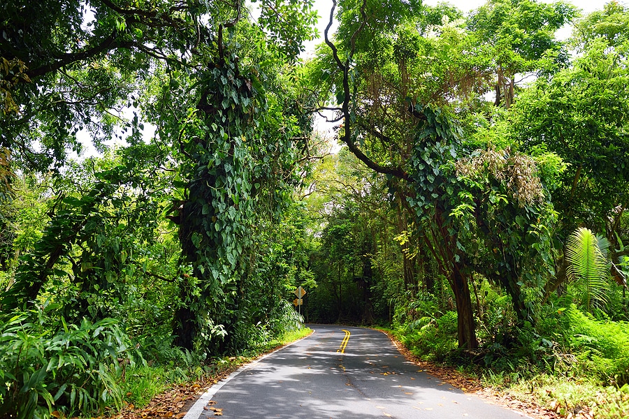 Road to Hana: What to Know Before You Go in Your Rental Car